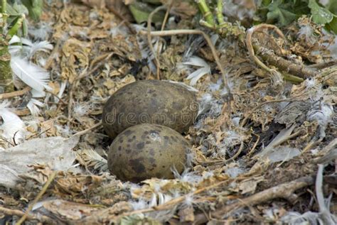 Herring Gull Nest with Eggs Stock Image - Image of birds, seabird: 16324347