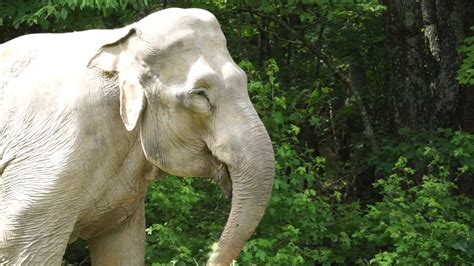 Louisiana Zoo's former elephant turns 72 at Tennessee Sanctuary