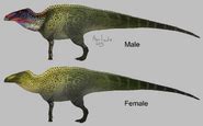 Anatosaurus | Saurian Wikia | FANDOM powered by Wikia