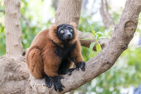 Red ruffed lemur | Varecia rubra