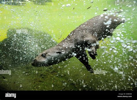 European river otter swimming underwater Lutra lutra Captive, Alsace, France Stock Photo - Alamy