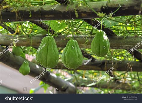 2,804 Chayote plant Images, Stock Photos & Vectors | Shutterstock