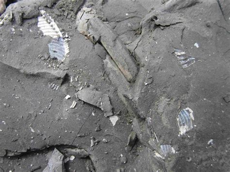 Unusual circular marks on Leedsichthys bones - General Fossil Discussion - The Fossil Forum