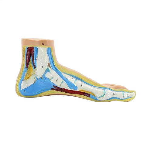 Buy Foot Anatomical Model Including Muscles Ligaments Human Foot Anatomy Model Teaching Prop ...