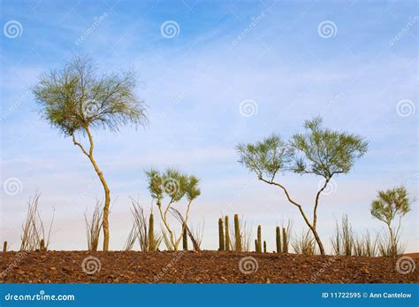 Desert Garden of Spindly Trees Stock Image - Image of hardy, trees ...