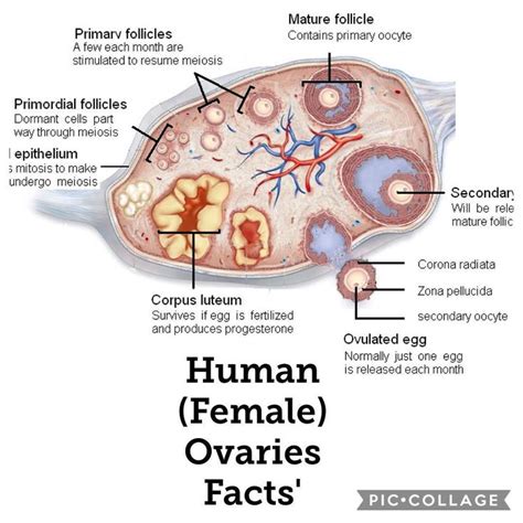 Female ovaries fact - MEDizzy