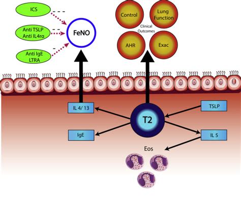 2020 Updated Asthma Guidelines: Clinical utility of fractional exhaled nitric oxide (Feno) in ...