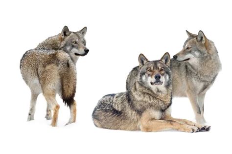 Pack Polar Wolves Canis Lupus Tundrarum Isolated White Background Stock ...