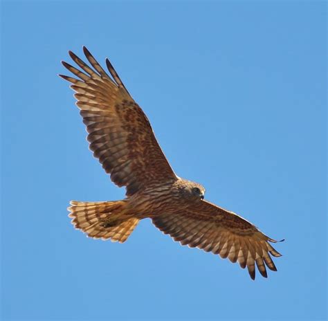 Birds’ Techniques for Gliding - Discover Islam Kuwait Portal