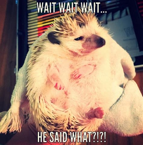 14 Funny Hedgehog Memes That Will Make You Smile - PetPress