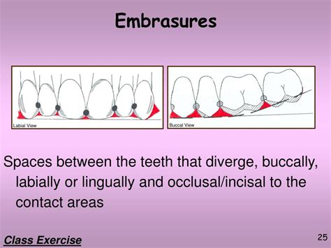 PPT - Dental Terminology Part 2 PowerPoint Presentation, free download ...