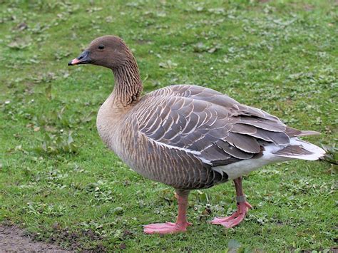 IDENTIFY PINK-FOOTED GOOSE - WWT SLIMBRIDGE