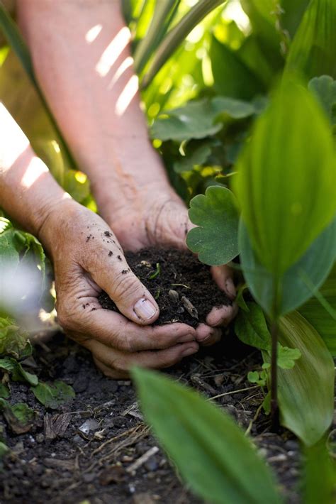 Soil For Growing Vegetables: Soil Preparation For Your Vegetable Garden ...