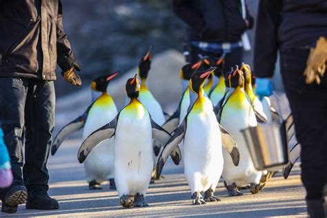 You can see penguins take their daily morning walk at Calgary Zoo | Listed