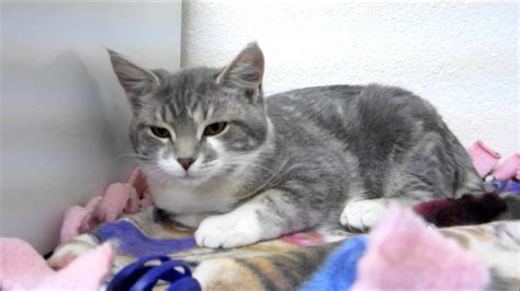 Gray Tabby Kittens For Adoption / Adopt Russian Blue Mix Kittens A Gray, Blue Or Silver ...