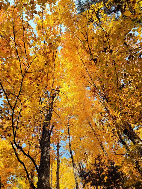 Fall Foliage in Maine : r/AutumnPorn