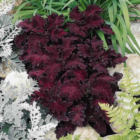 Black Dragon Coleus Seeds - 1000 Seeds - Decorative House & Garden Plant - Solenostemon ...