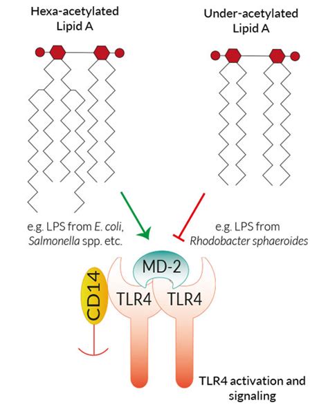 TLR4 Ligands | Agonists and Antagonists | InvivoGen