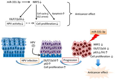 IJMS | Free Full-Text | MicroRNA-331-3p Suppresses Cervical Cancer Cell Proliferation and E6/E7 ...