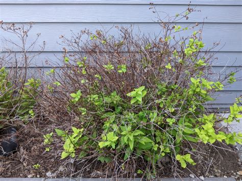 Pruning Spirea | Plants Addict