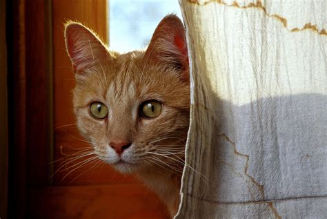 Are Cats Domesticated? | The New Yorker