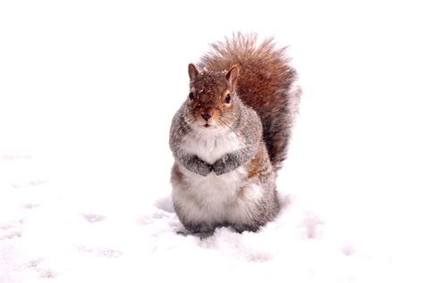 Snow Squirrel Free Photo Download | FreeImages