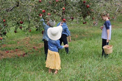 Apple Picking at Centennial Farms - Raising Roberts