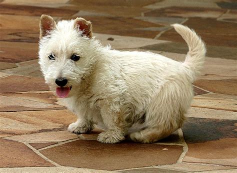 File:Scottish Terrier white puppy.jpg - Wikipedia