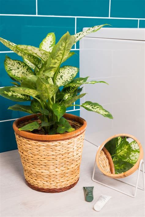 chinese evergreen propagation 800×533 | Keep House Plants Alive