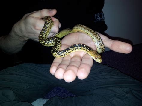 Gopher Snakes - Notridge Reptiles