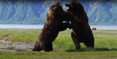 Alaskan Grizzly Bears Fight - Outside Online