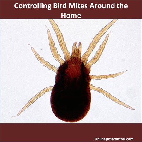 Controlling Bird Mites Around the Home - Online Pest Control