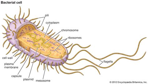 Materi Biologi - Archaebacteria dan Eubacteria Kelas 10 MIA - Belajar Pintar