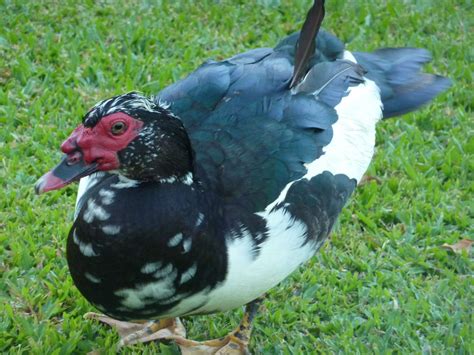 Costa Rican Duck | BackYard Chickens