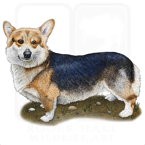 Welsh Corgi Mix Breeds | lupon.gov.ph