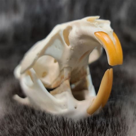 Muskrat Skull (CLEARANCE) – SkullStore Inc.