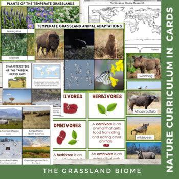 Grassland Biome Characteristics, Animal and Plant Adaptations Montessori