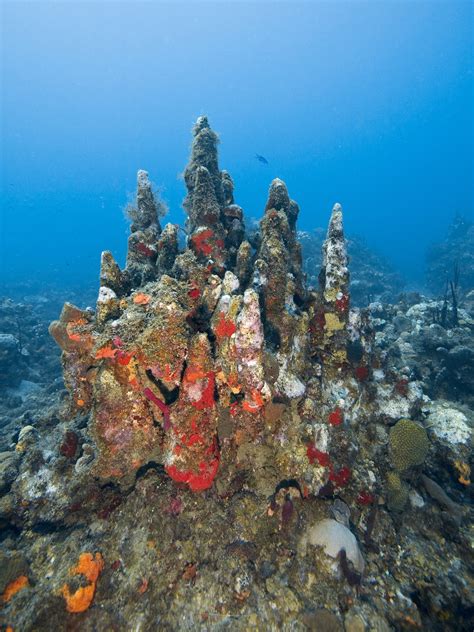 Number of Threatened Coral Species Jumps From 2 to 22