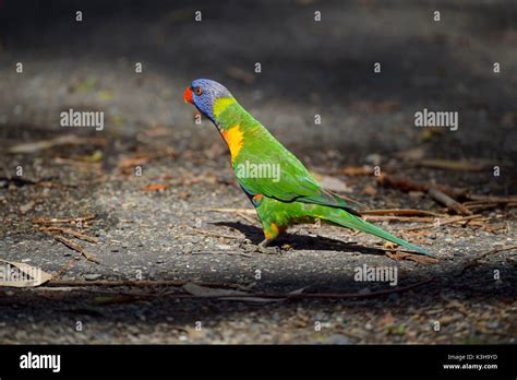 Wildlife murramarang national park hi-res stock photography and images - Alamy