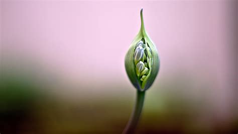 photography, imagen, nature, opening, close-up, capullo, flor, flower bud, foto, photo, green ...