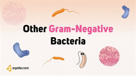 Other Gram-Negative Bacteria