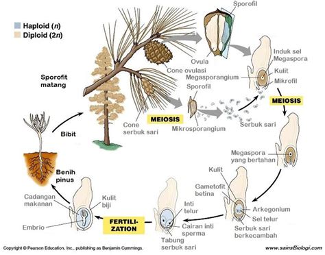 daur hidup pinus, Tumbuhan Berbiji Terbuka (Gymnospermae ...