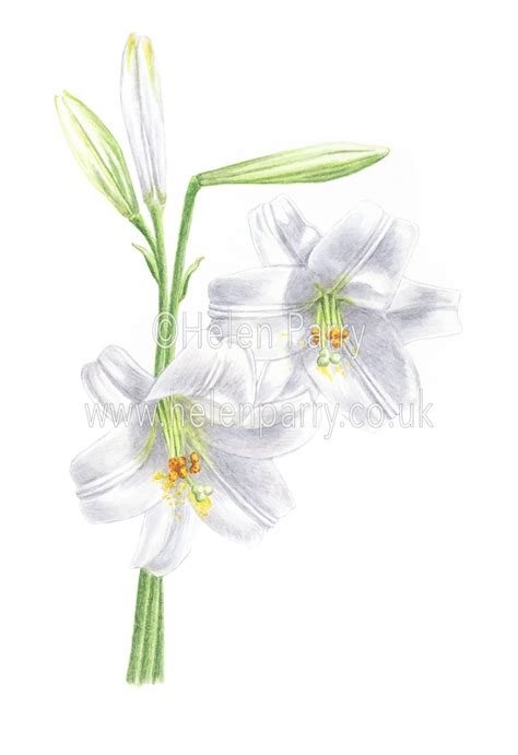 White Lilies painting - Helen Parry Watercolour Artist