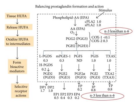 Balancing prostaglandin formation and action. The prostaglandin part of... | Download Scientific ...