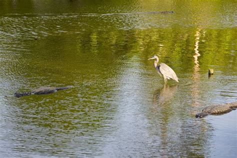 Animals in Florida swamp stock image. Image of bird, outdoors - 12166773