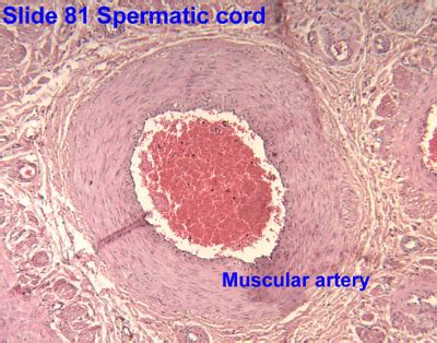 Spermatic Cord Histology