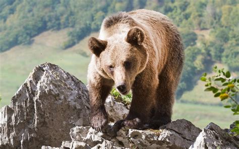 Wildlife spotting in dramatic Asturias