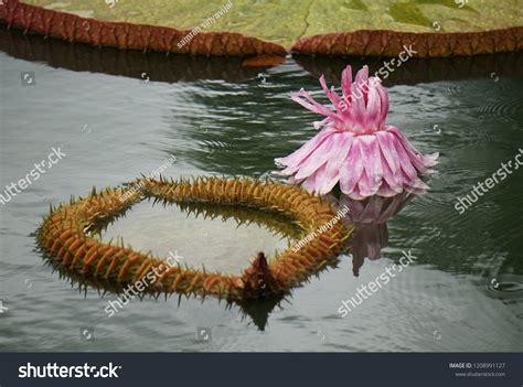 Victorias Lotus Lotus Flower Largest Lotus Stock Photo 1208991127 | Shutterstock