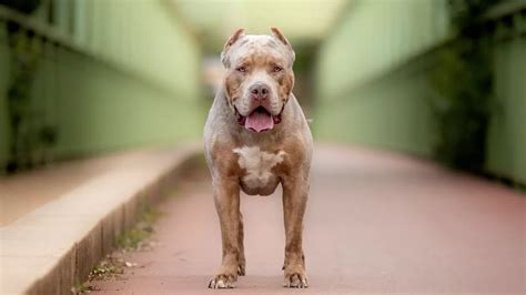 What is an American bully XL and why do they kill? Inside 'evil' breed ...