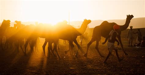 Pushkar Camel Fair Photo Tour 2023 | Exposure